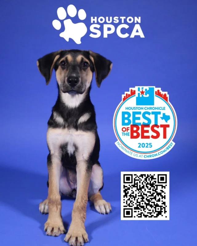 This quarter we will be asking for donations to support @houstonspca.

"Houston SPCA's mission is to improve and protect the lives of animals in our community and to alleviate their suffering and abuse."